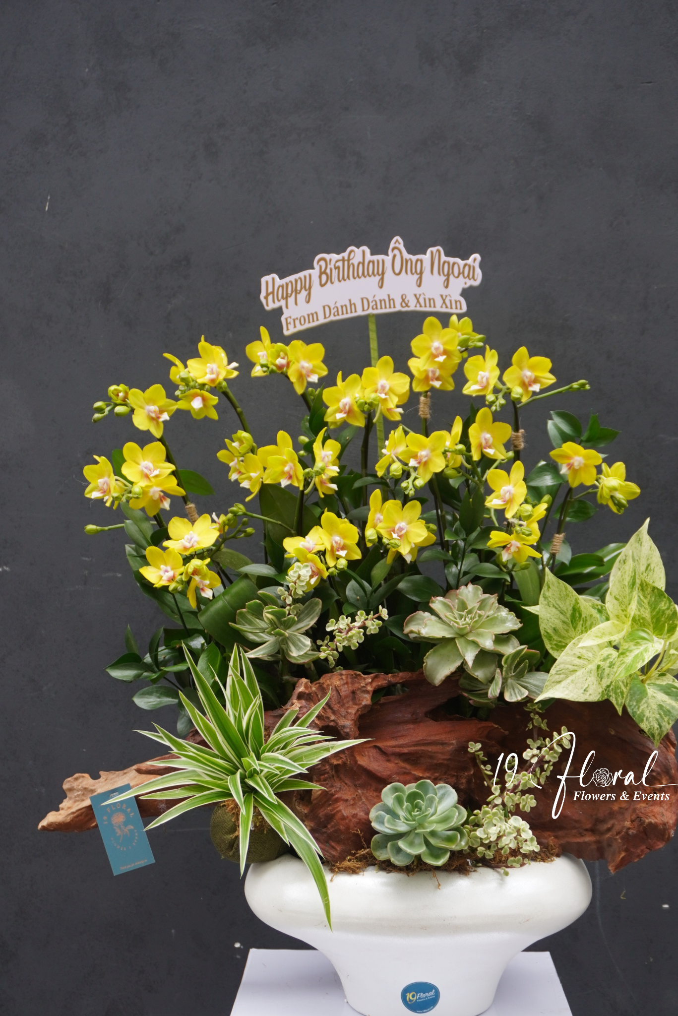 Chậu Lan hồ điệp - Royal Orchid