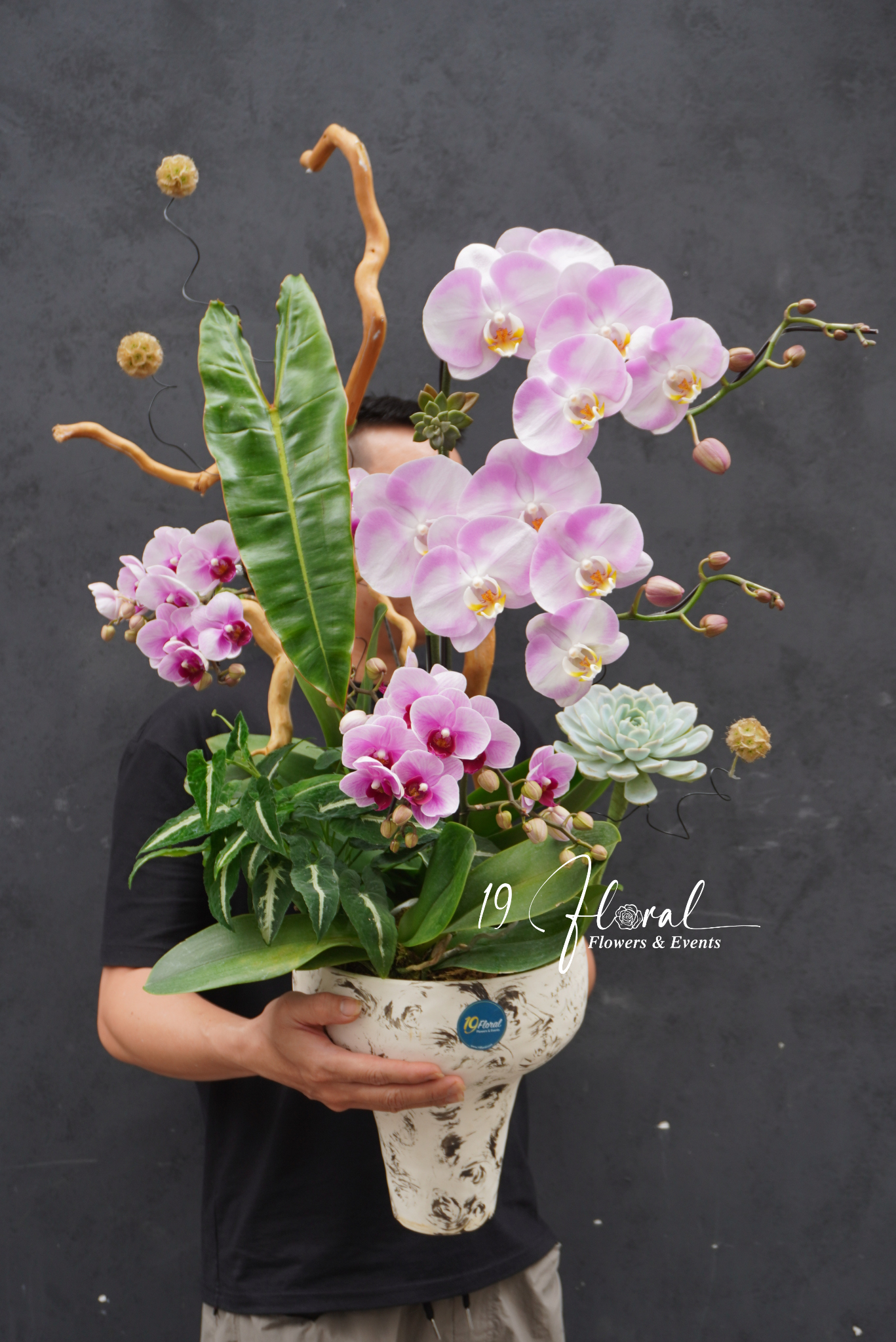 Chậu Lan hồ điệp - Snow Orchid