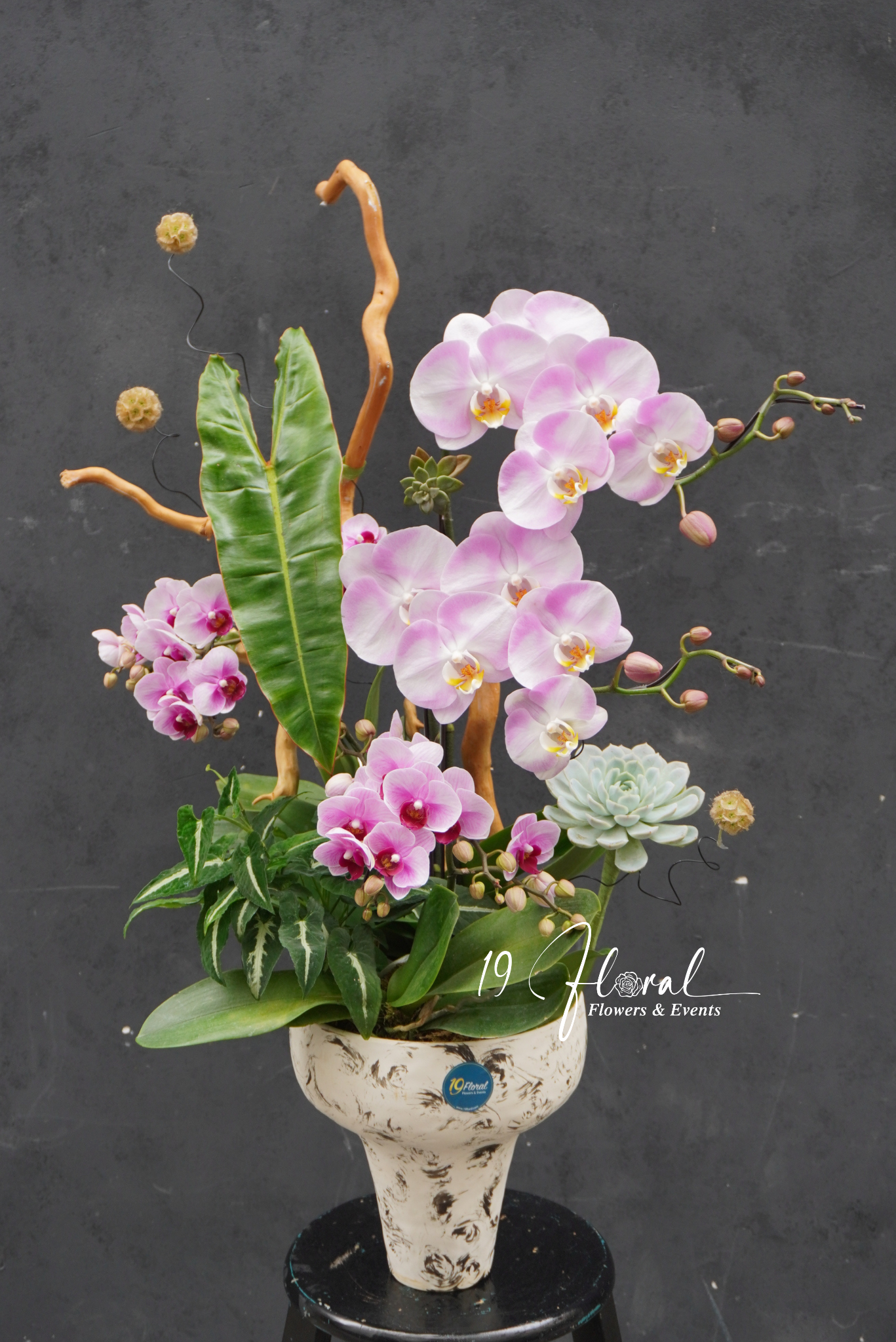 Chậu Lan hồ điệp - Snow Orchid