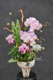 Chậu Lan hồ điệp - Snow Orchid