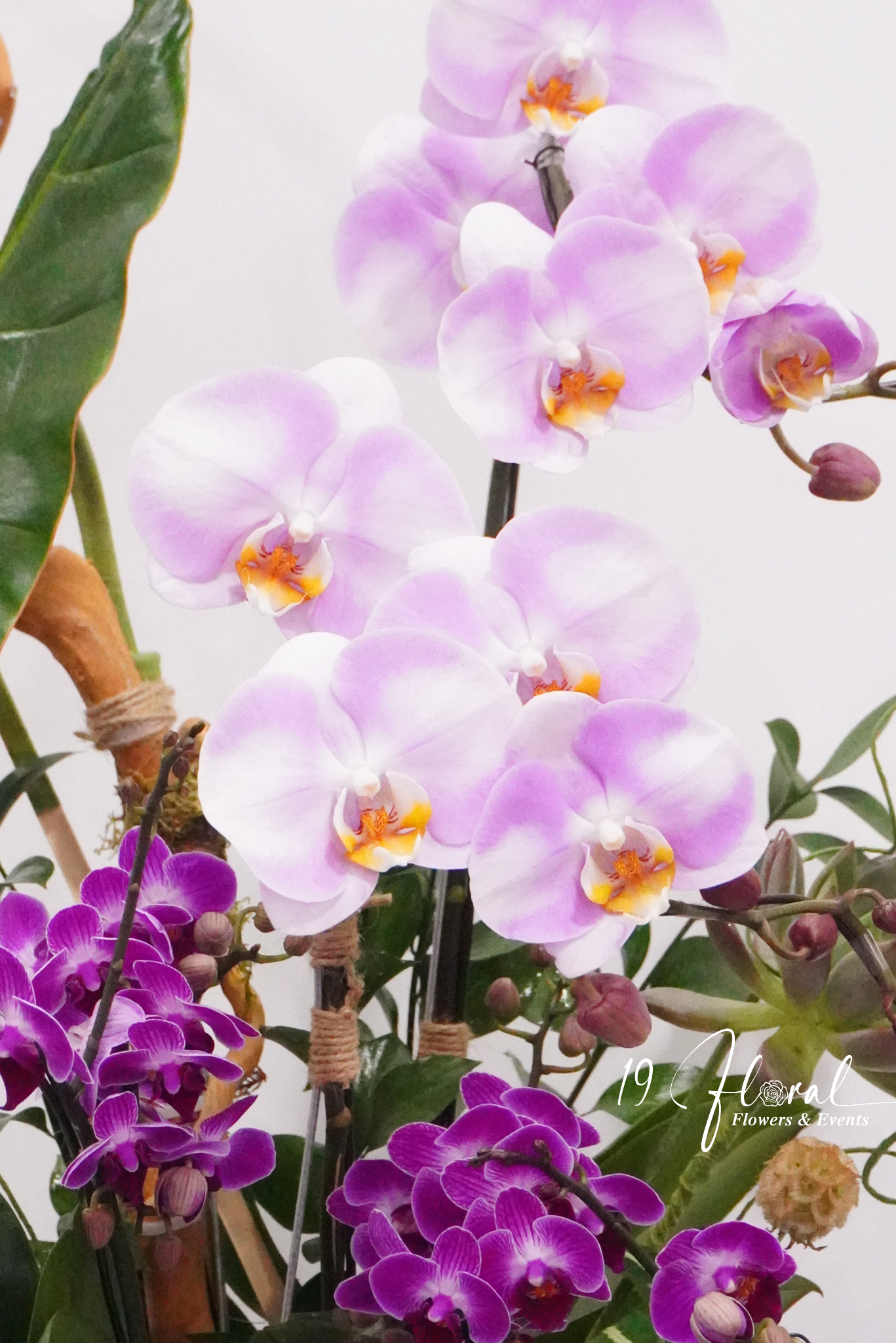 Chậu Lan hồ điệp -  Little Bloom
