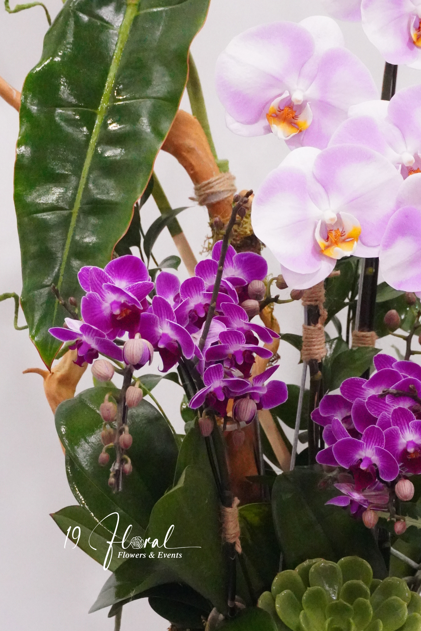 Chậu Lan hồ điệp -  Little Bloom