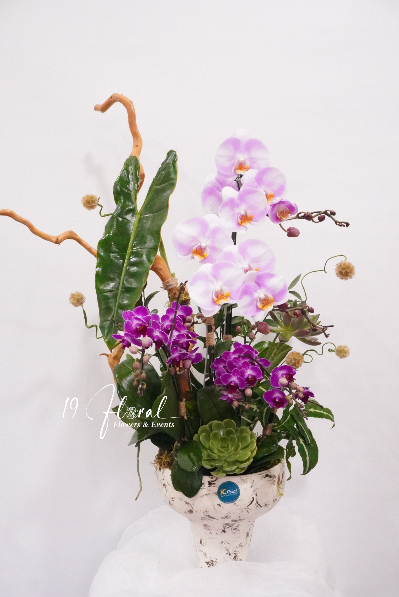 Chậu Lan hồ điệp -  Little Bloom