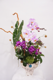 Chậu Lan hồ điệp -  Little Bloom