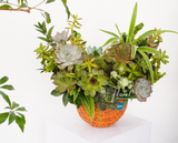 Giỏ sen đá Pixie Dust Garden