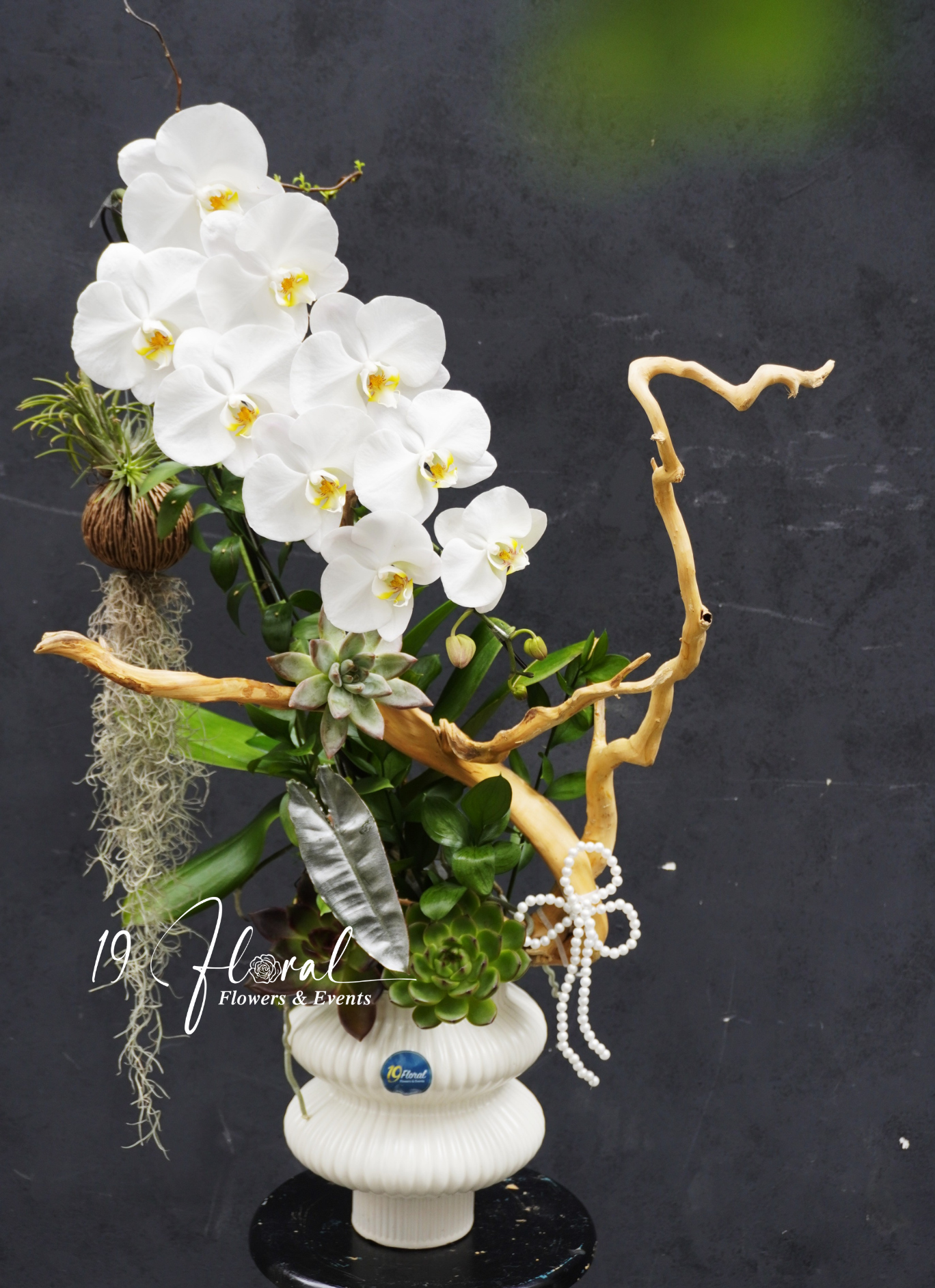 Chậu hoa lan thiết kế - White Grace