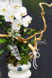 Chậu hoa lan thiết kế - White Grace