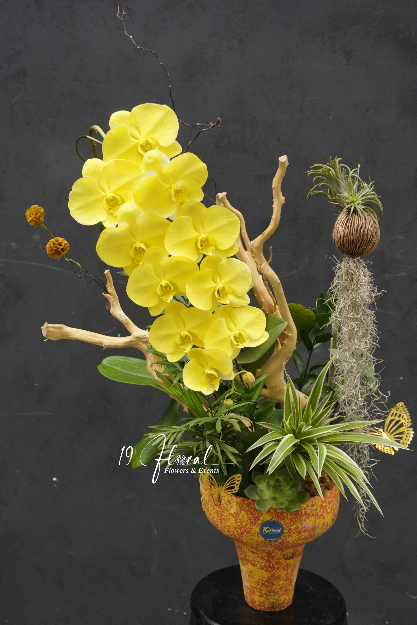 Chậu hoa lan thiết kế - Orchid Poise