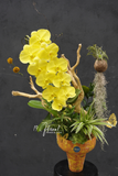 Chậu hoa lan thiết kế - Orchid Poise