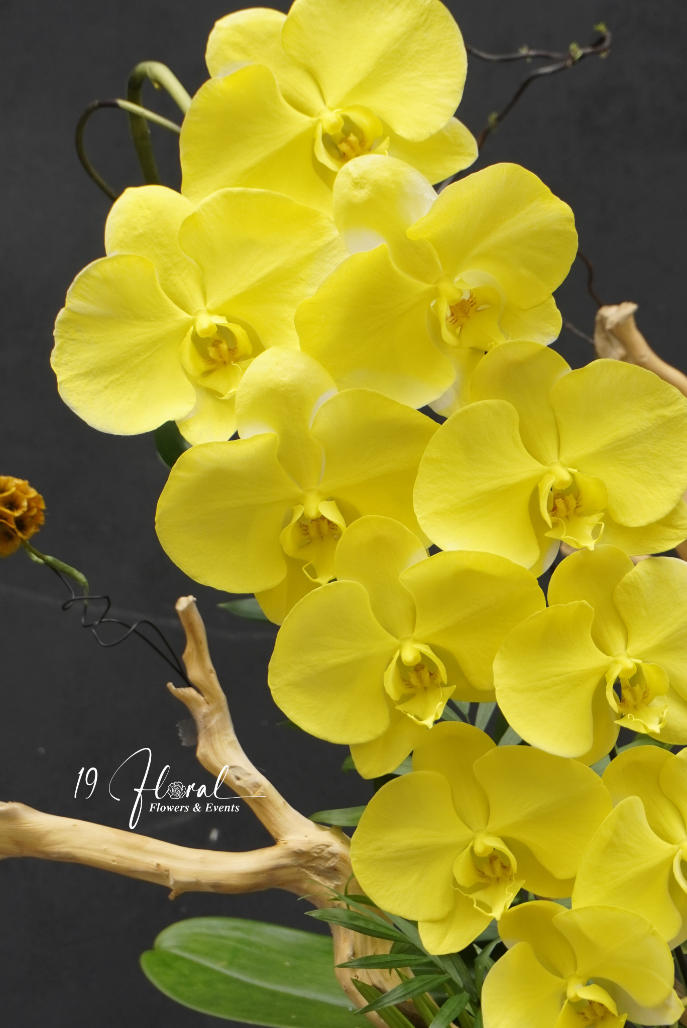 Chậu Lan hồ điệp - Crown of Blooms