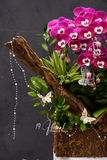 Chậu Lan hồ điệp - CELÉSTE