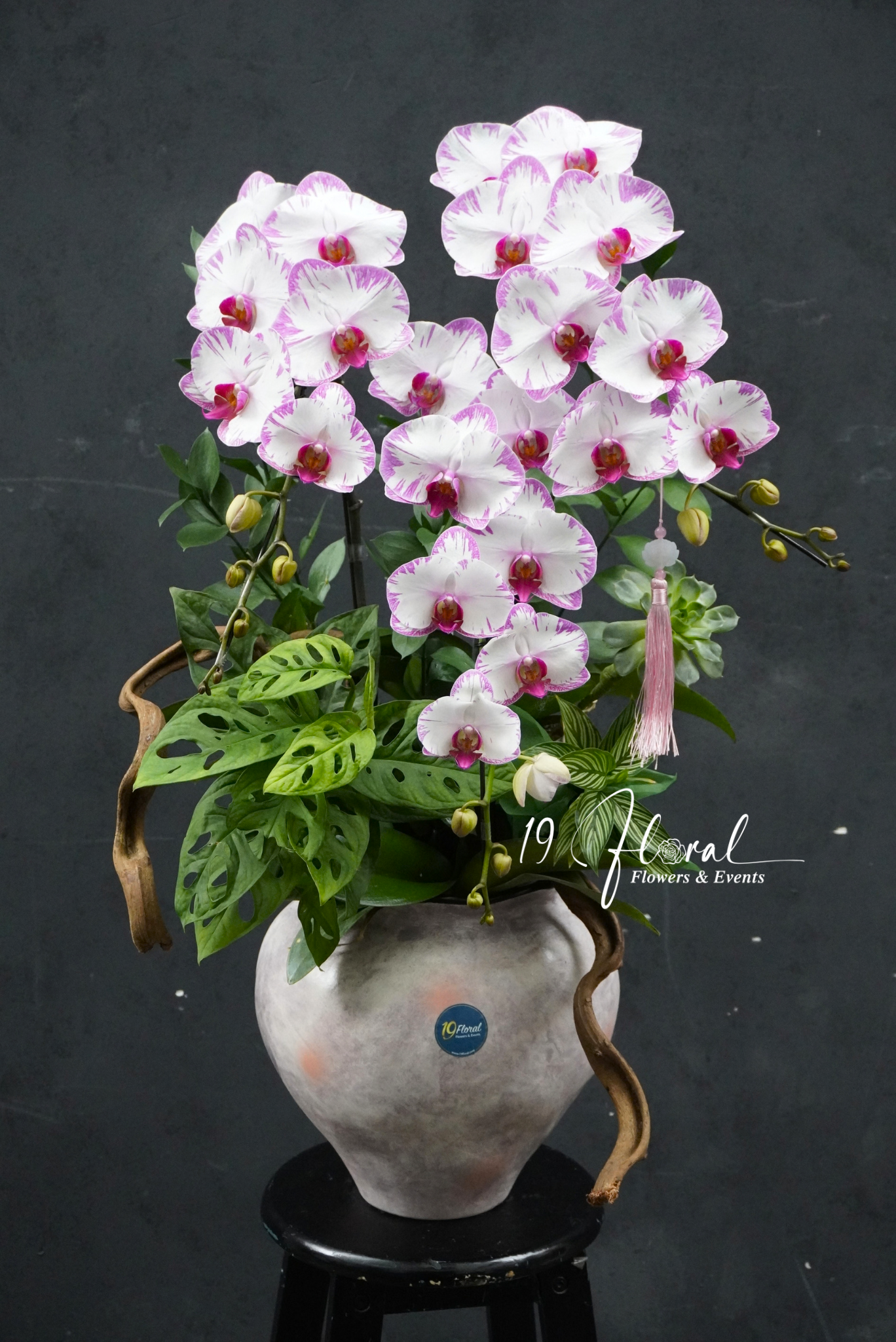 Chậu lan hồ điệp - Velour Orchid