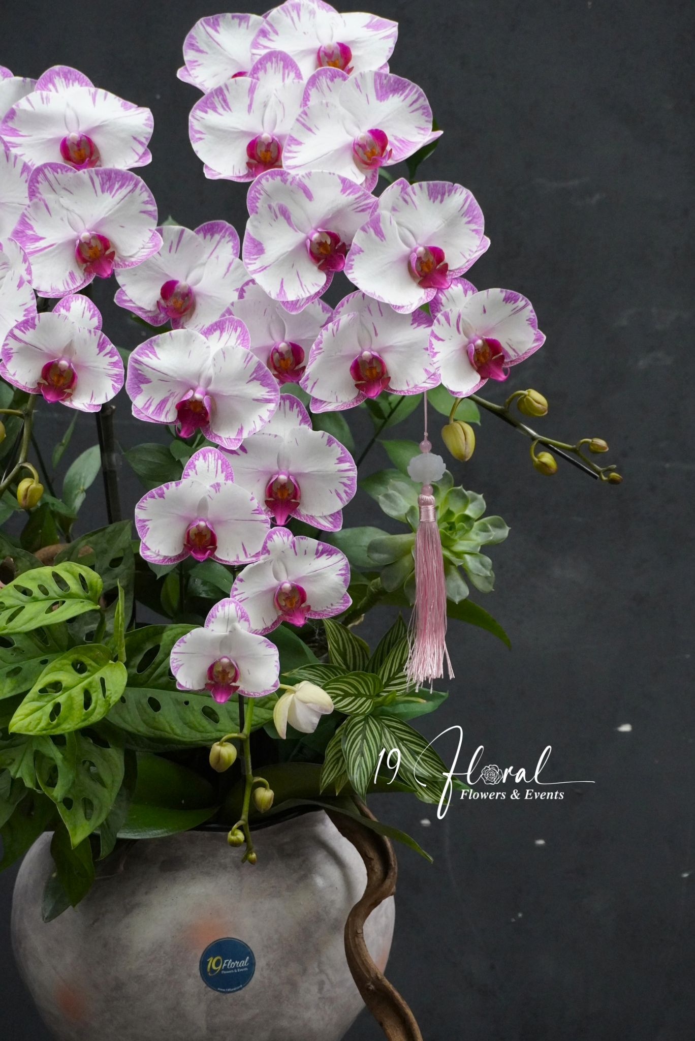 Chậu lan hồ điệp - Velour Orchid