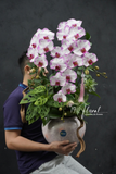 Chậu lan hồ điệp - Velour Orchid