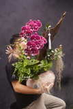 Chậu lan hồ điệp - Maison Orchidée