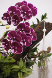 Chậu lan hồ điệp - Maison Orchidée