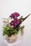 Chậu lan hồ điệp - Maison Orchidée
