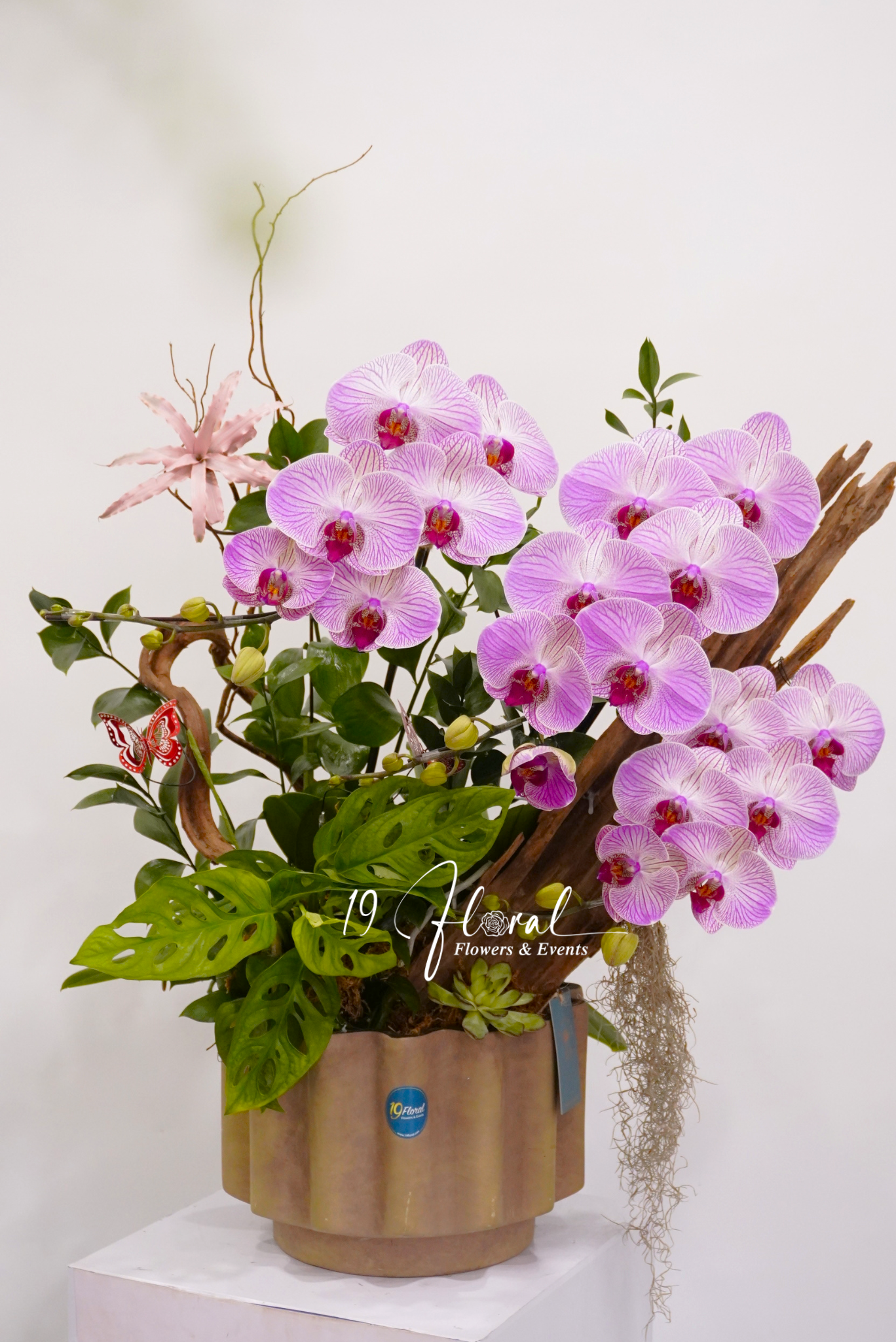 Chậu hoa lan Petit Jardin