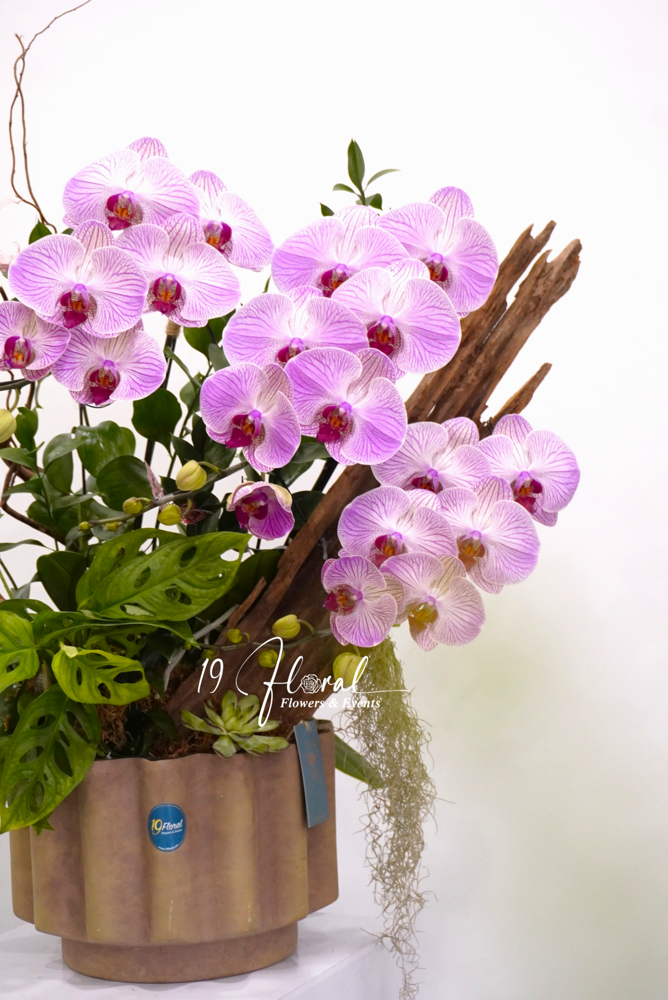 Chậu hoa lan Petit Jardin
