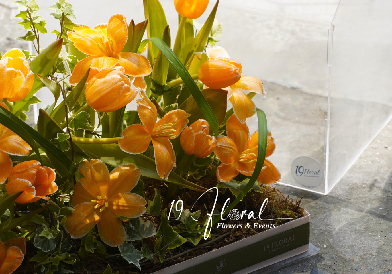 Hộp mica tulip - Fleur de Lune