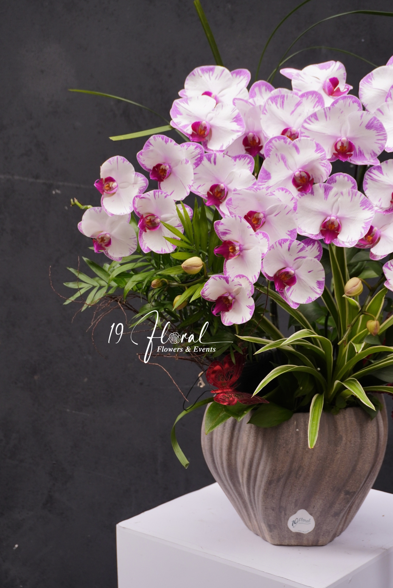 Chậu Lan hồ điệp - Luce Rosa