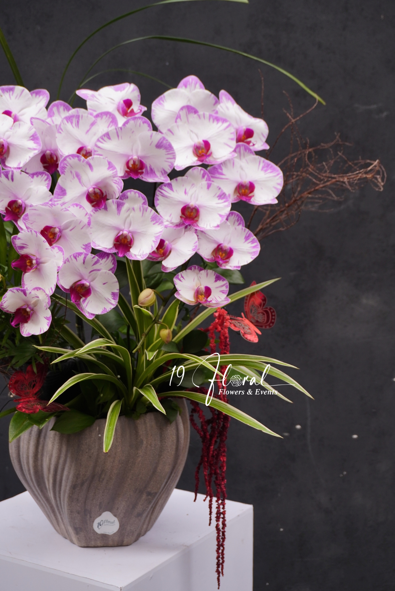 Chậu Lan hồ điệp - Luce Rosa