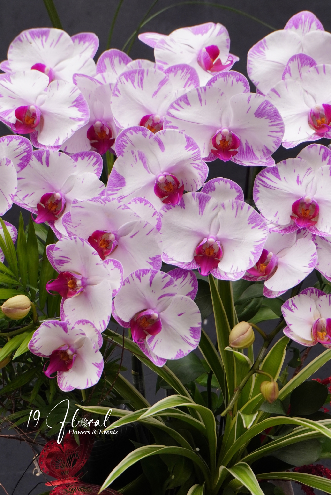 Chậu Lan hồ điệp - Luce Rosa