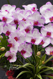 Chậu Lan hồ điệp - Luce Rosa