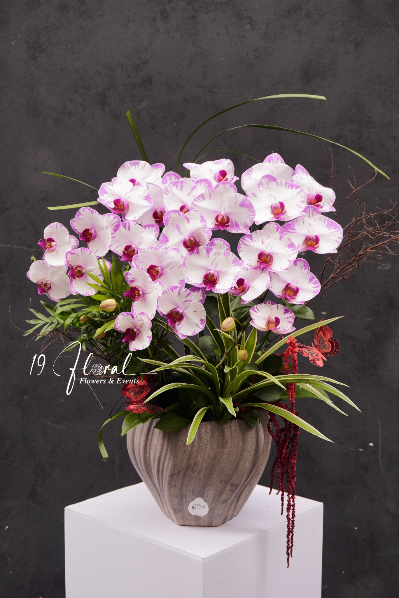 Chậu Lan hồ điệp - Luce Rosa