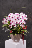 Chậu Lan hồ điệp - Luce Rosa