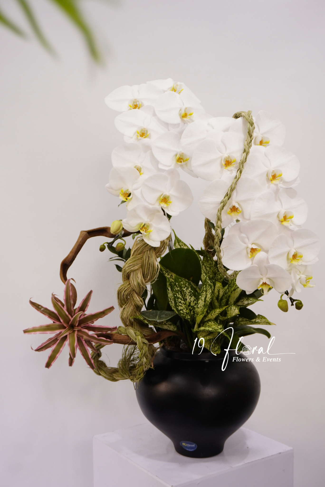 Chậu Lan hồ điệp - Noir Orchid