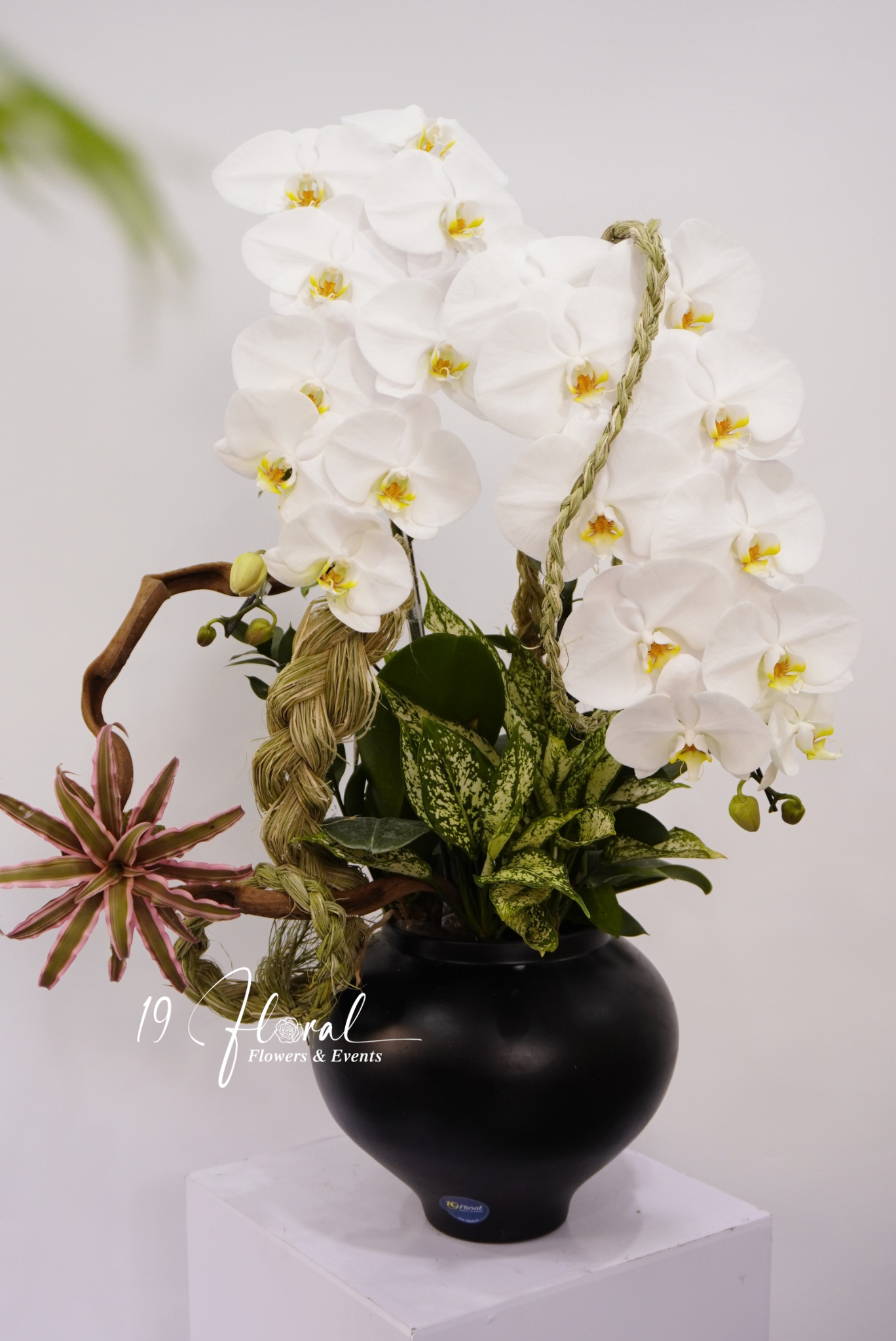 Chậu Lan hồ điệp - Noir Orchid