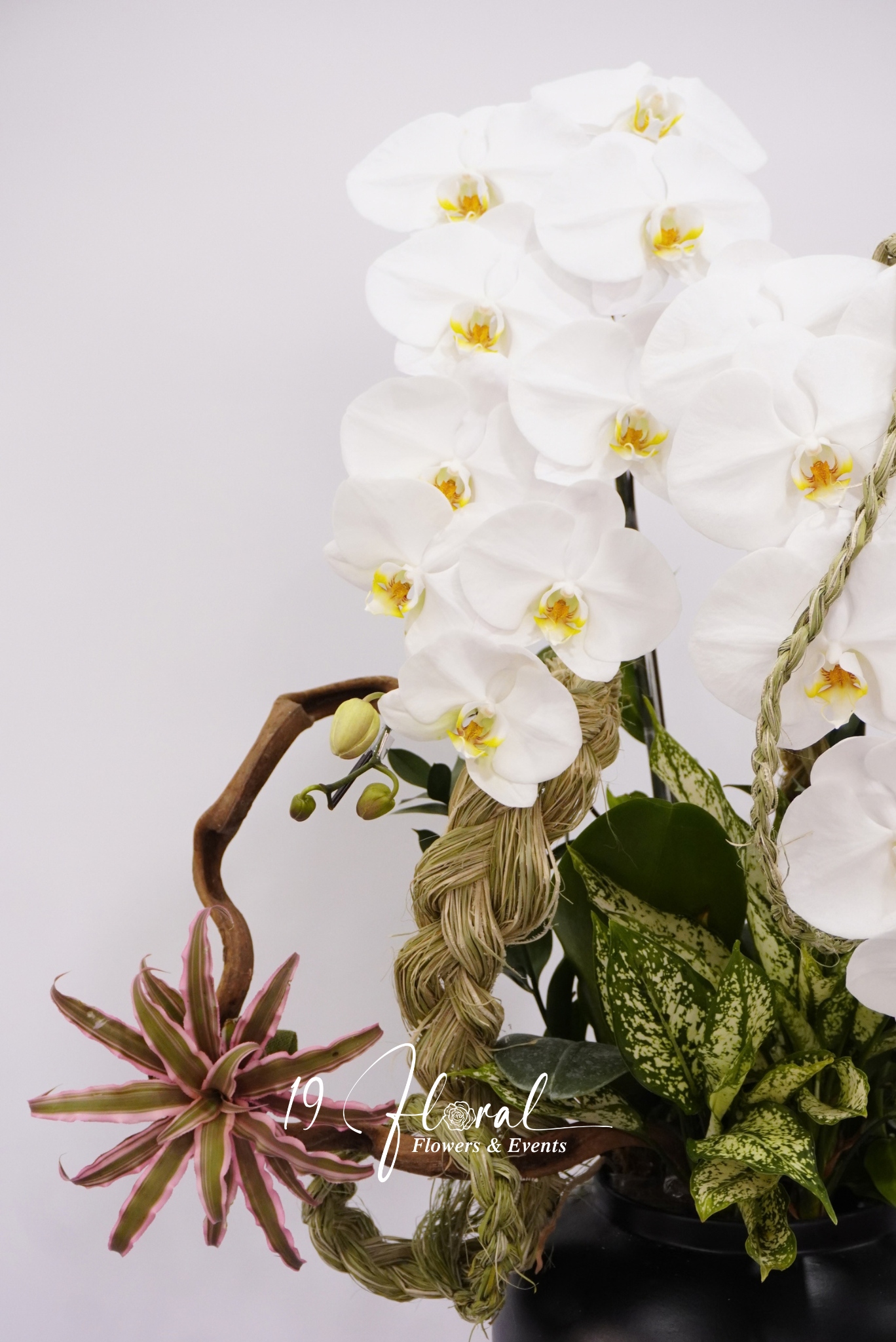 Chậu Lan hồ điệp - Noir Orchid