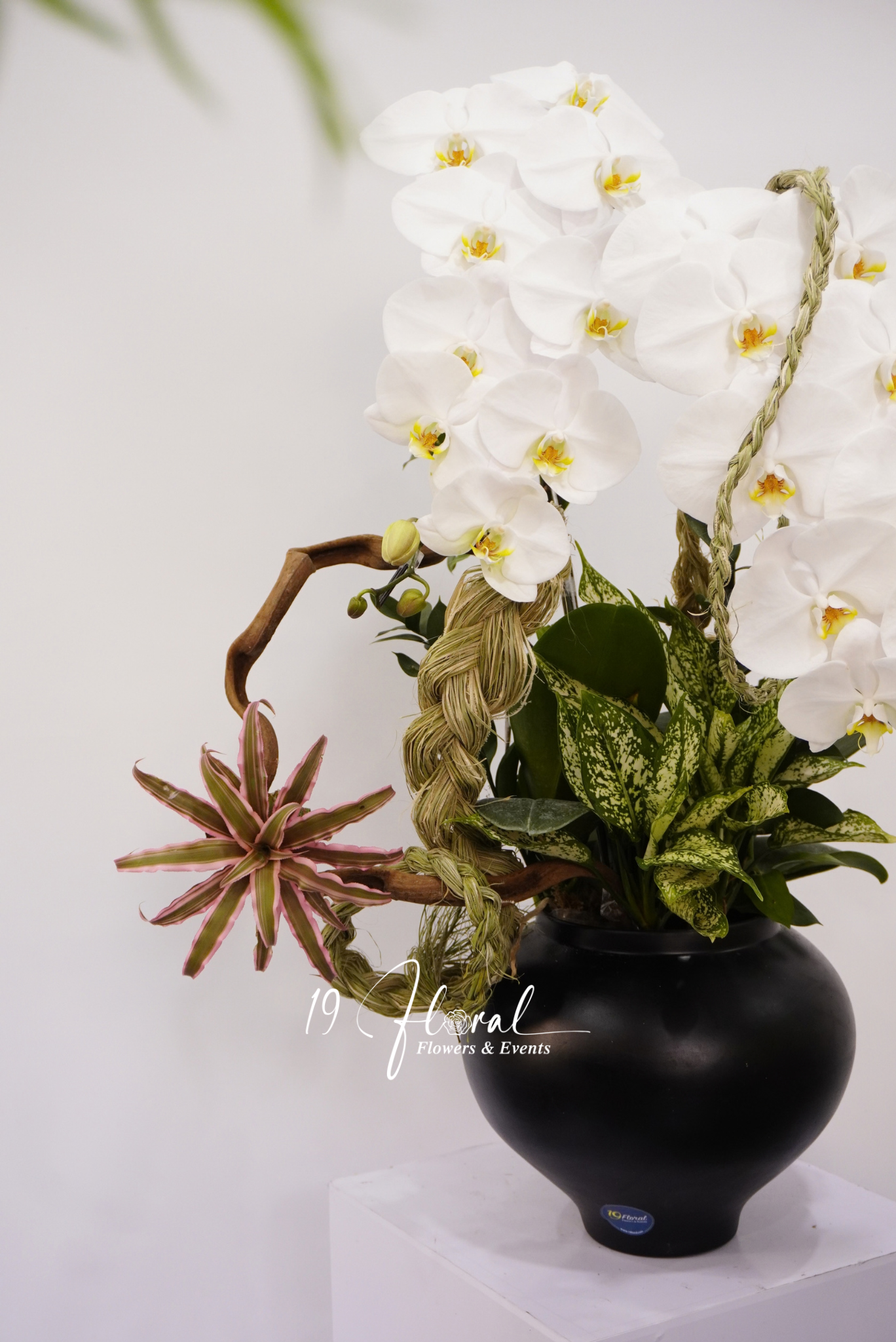 Chậu Lan hồ điệp - Noir Orchid