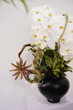 Chậu Lan hồ điệp - Noir Orchid