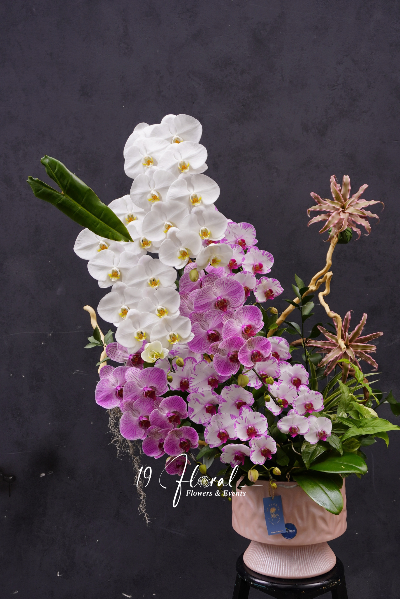 Chậu lan hồ điệp - Lune Douce