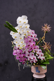 Chậu lan hồ điệp - Lune Douce