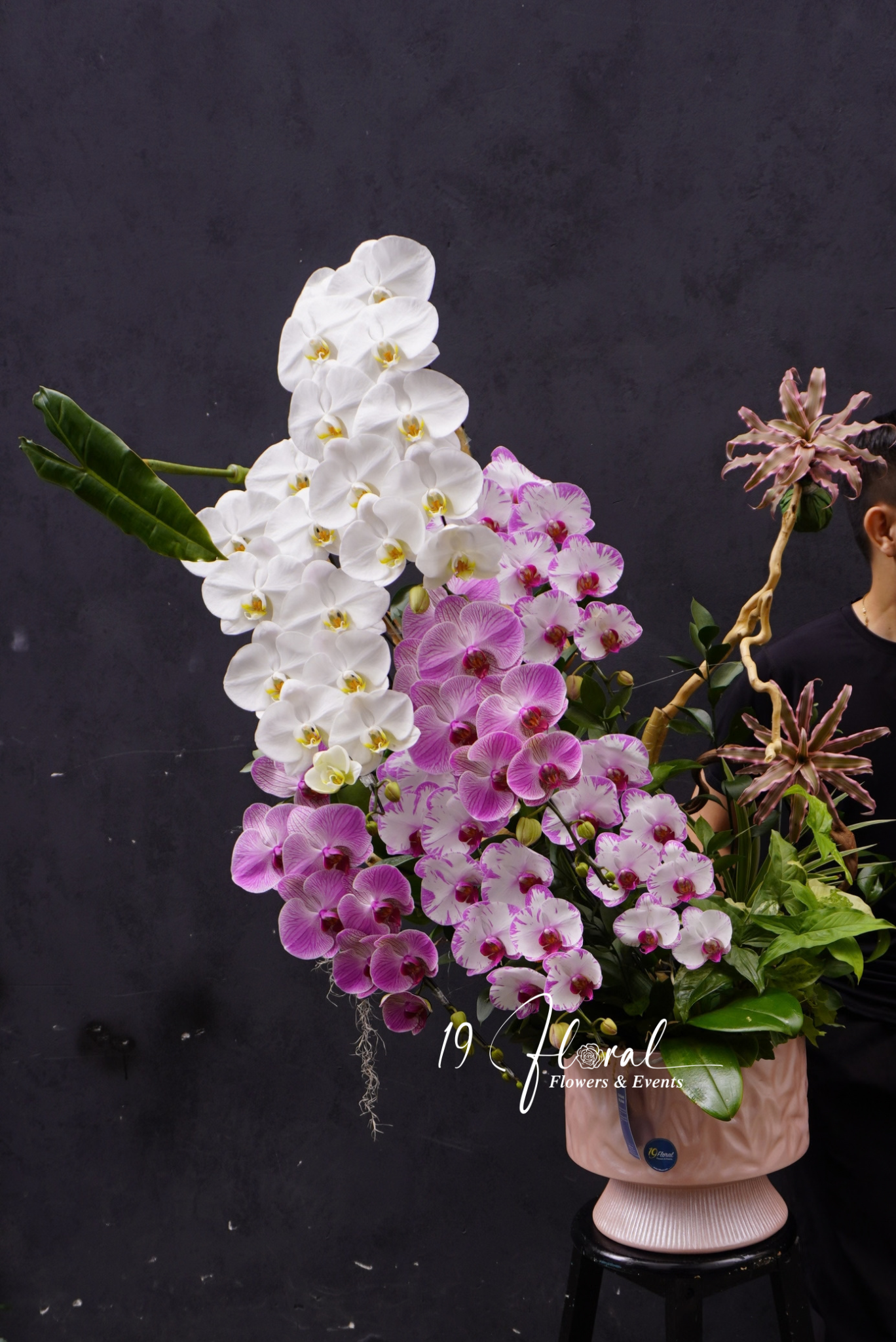 Chậu lan hồ điệp - Lune Douce