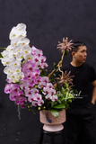Chậu lan hồ điệp - Lune Douce