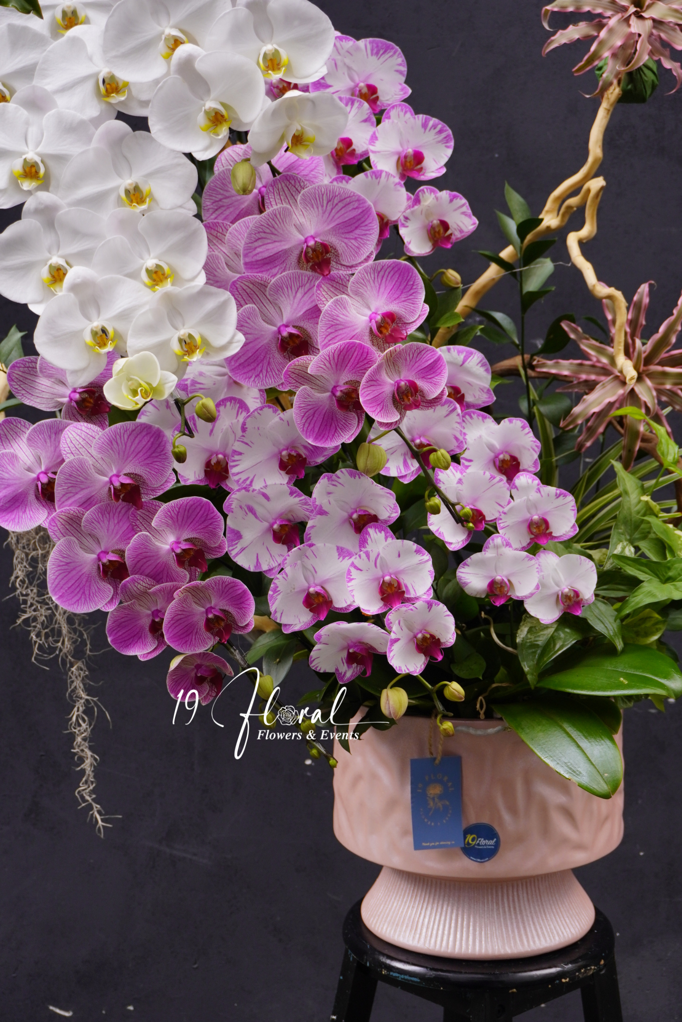 Chậu lan hồ điệp - Lune Douce