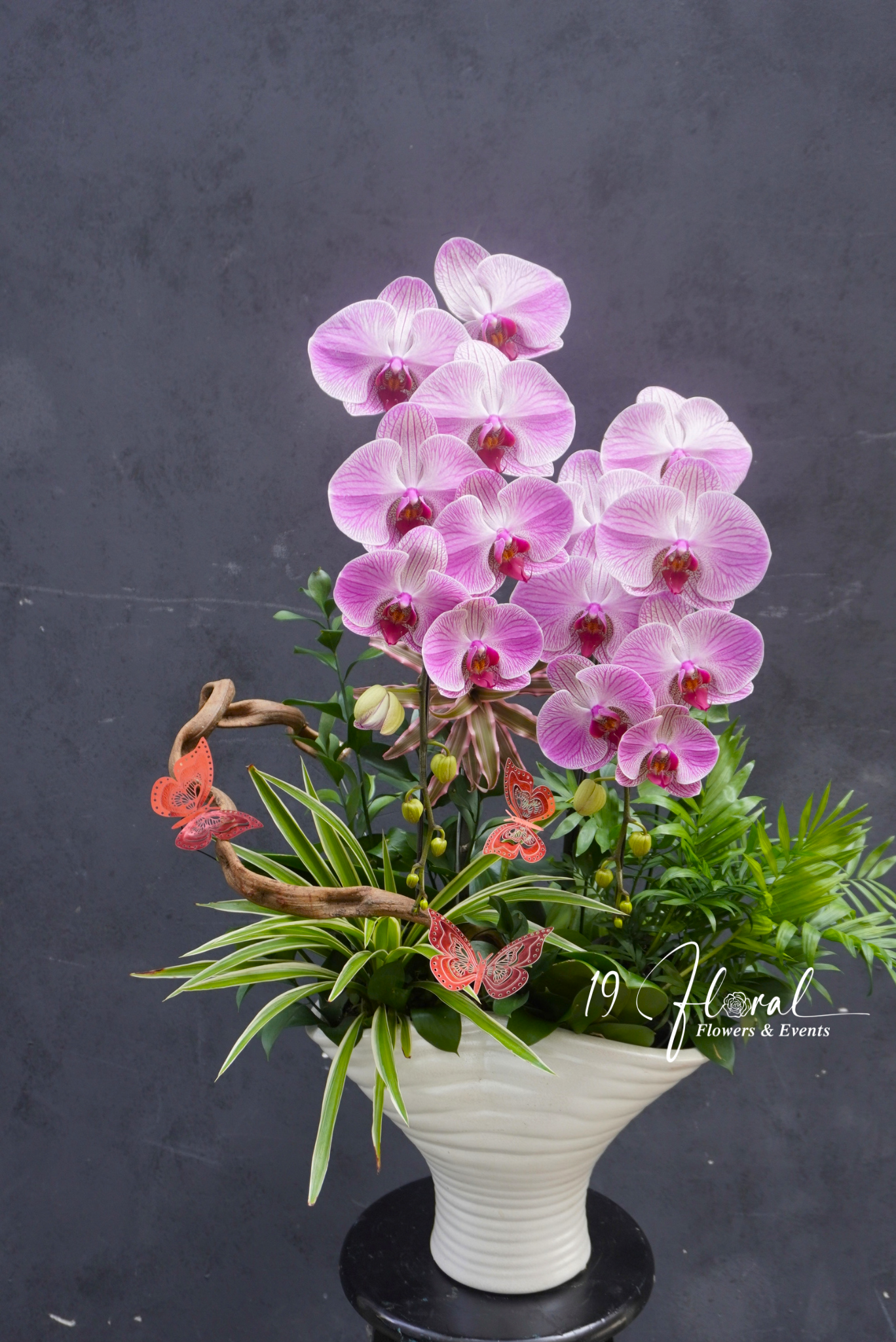 Chậu Lan hồ điệp - Anima Bella