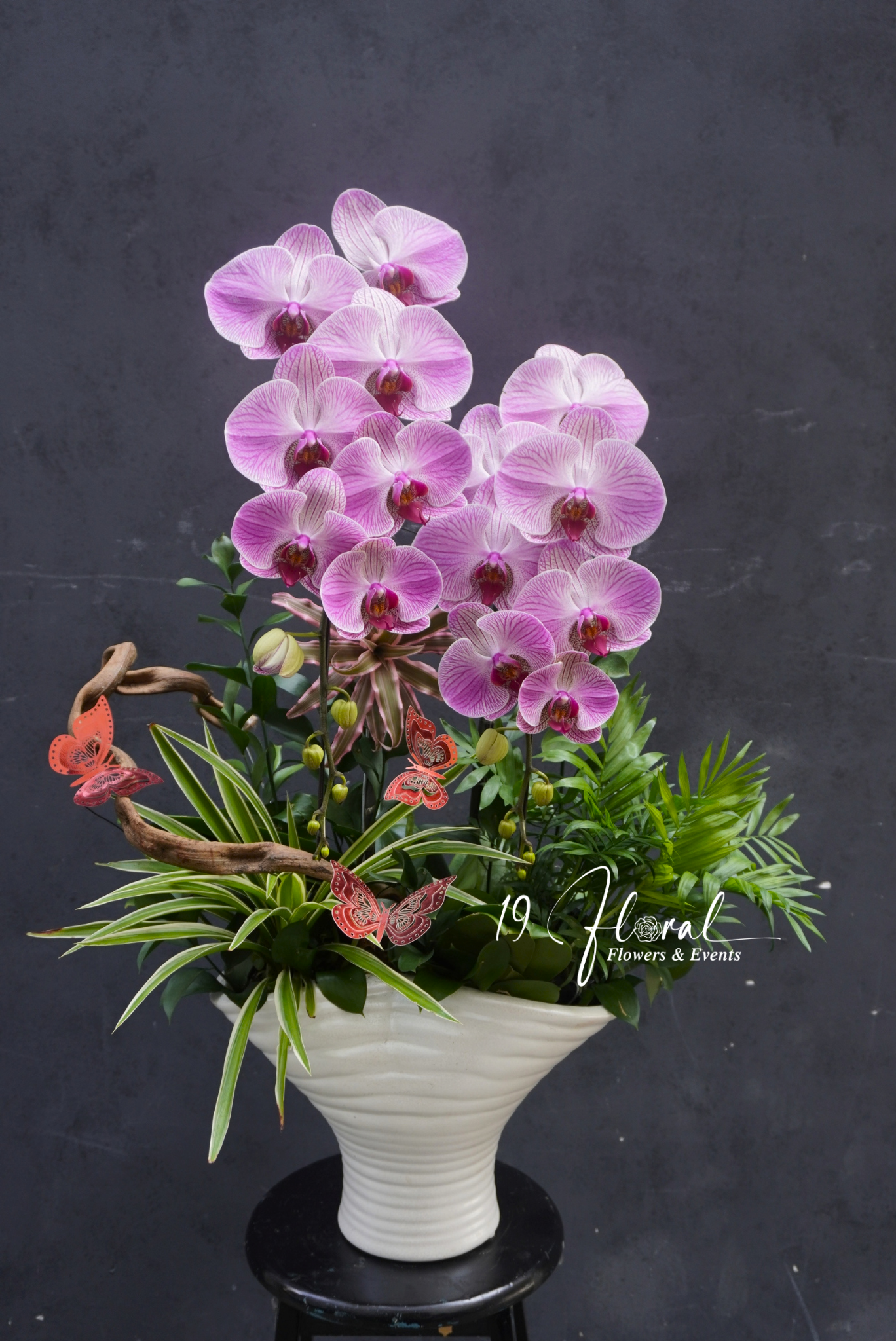Chậu Lan hồ điệp - Anima Bella
