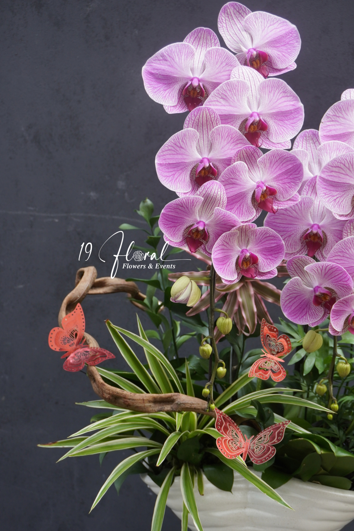 Chậu Lan hồ điệp - Anima Bella