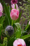 Hộp hoa tulip - Royal Tulip