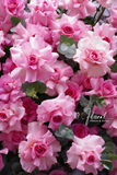 Kệ Hoa Chúc Mừng Pink Dream