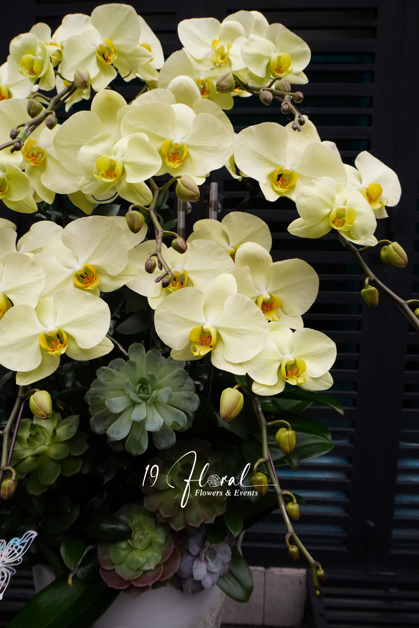 Chậu Lan hồ điệp - Morning Light