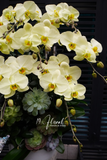 Chậu Lan hồ điệp - Morning Light