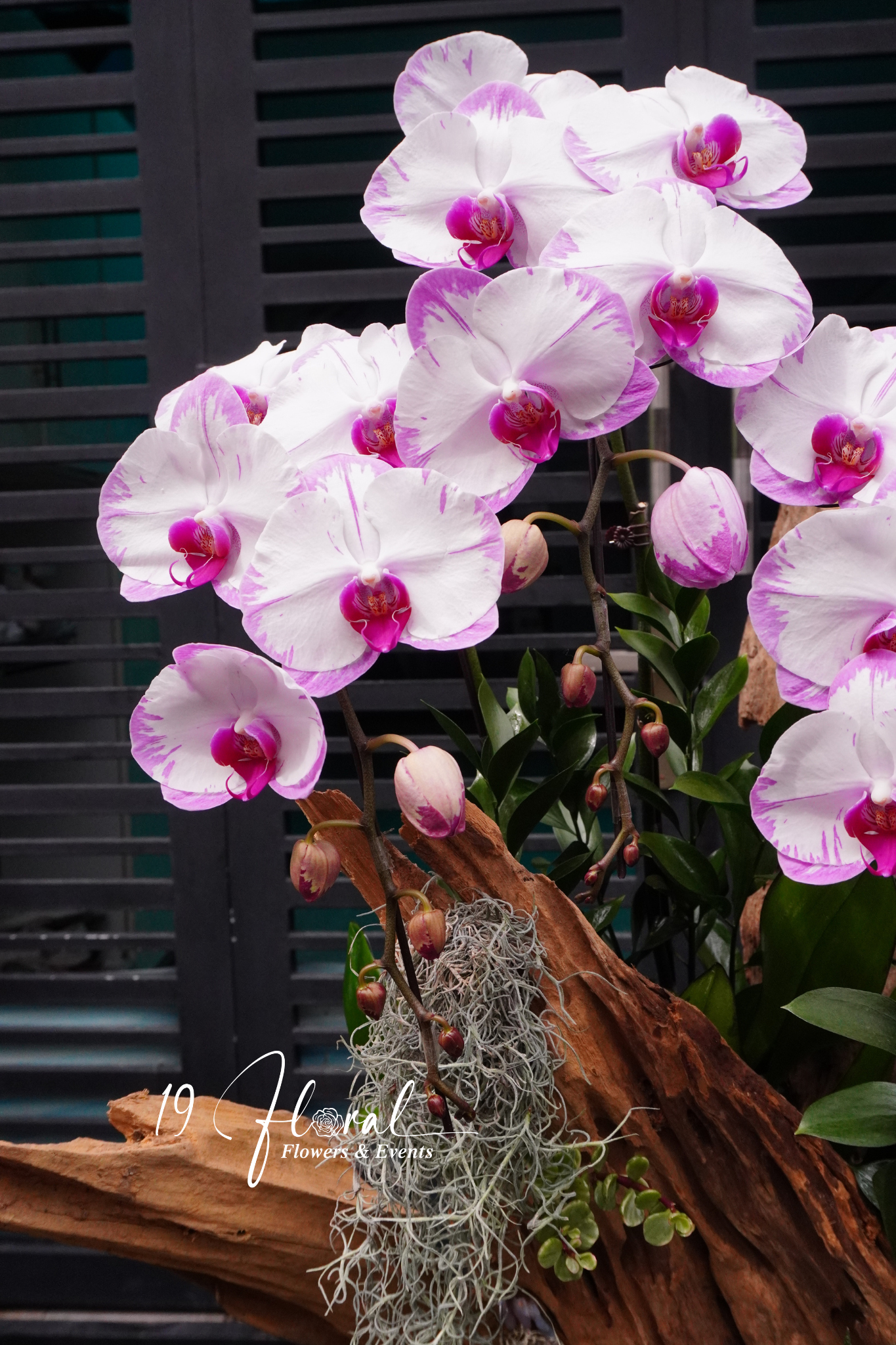 Chậu Lan hồ điệp - Elegant White