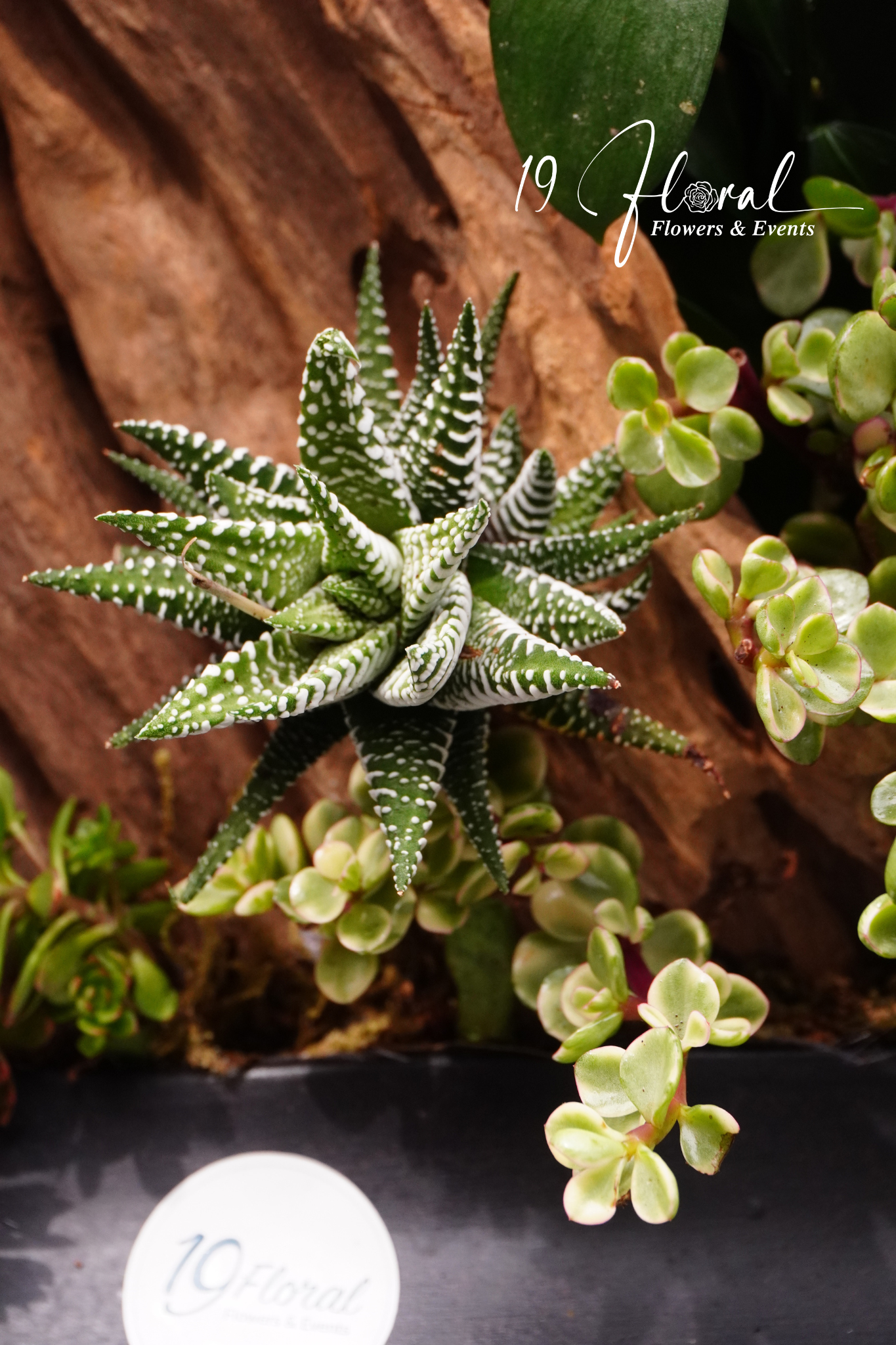 Chậu Lan hồ điệp - Elegant White