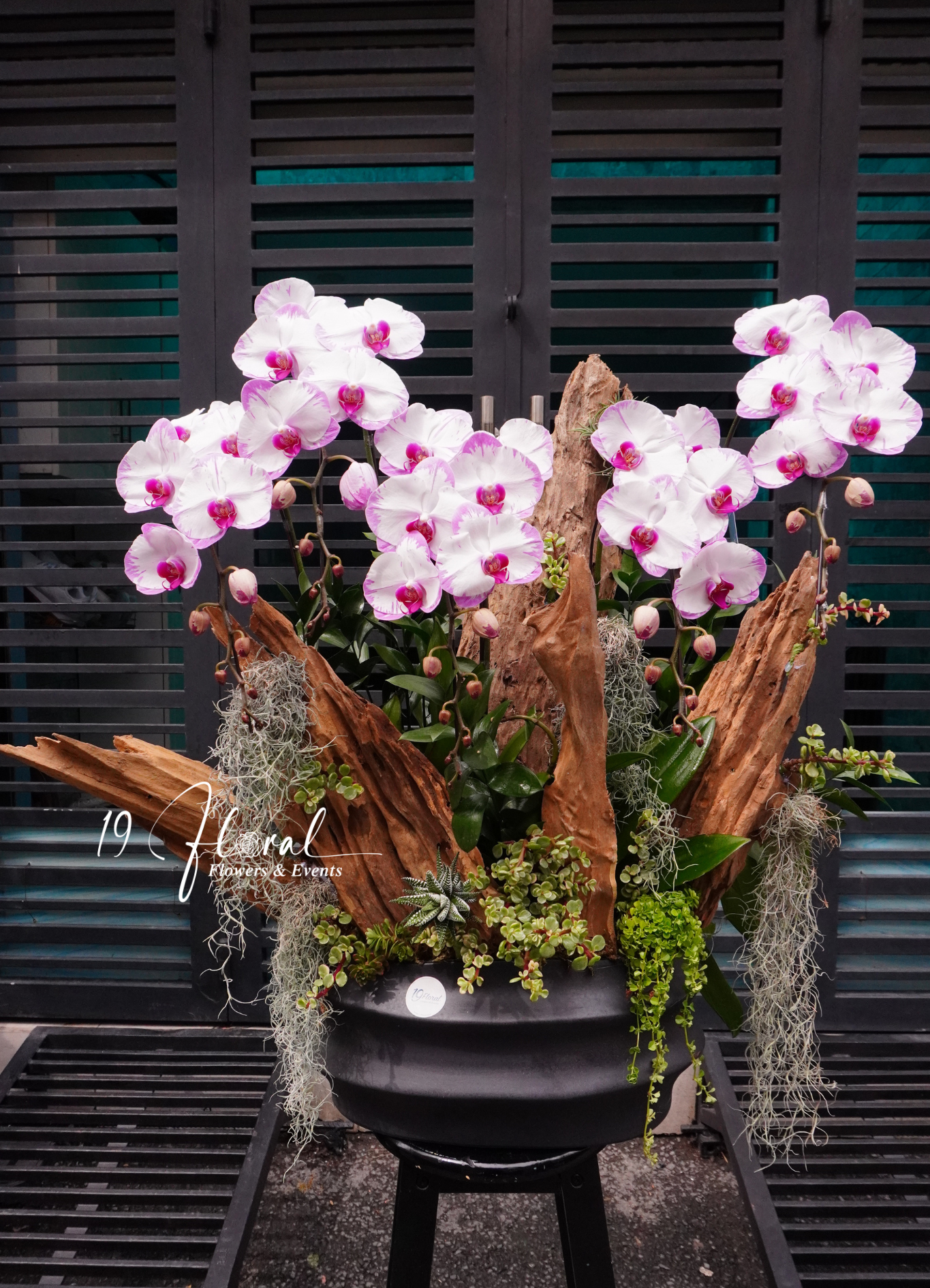 Chậu Lan hồ điệp - Elegant White